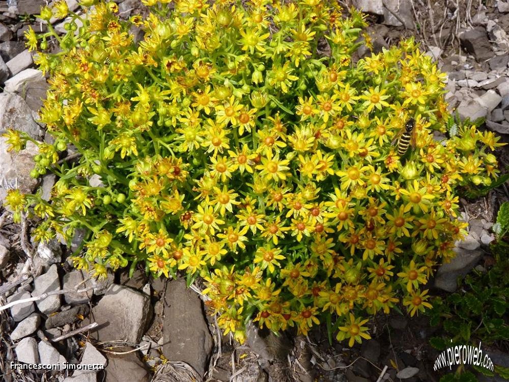 10 Coloratissimo bouquet...con ospite.JPG